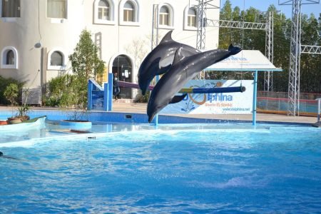 Spettacolo dei Delfini a Sharm el-Sheikh (Dolphin Show)