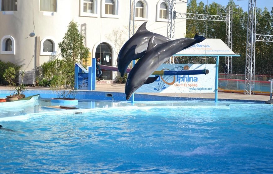 Spettacolo dei Delfini a Sharm el-Sheikh (Dolphin Show)