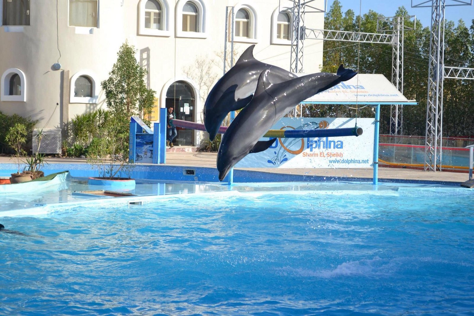 Spettacolo dei Delfini a Sharm el-Sheikh (Dolphin Show)
