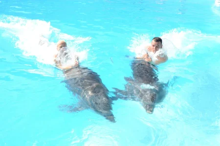 Nuotare con i Delfini a Sharm el-Sheikh (Sessione Mattutina o Pomeridiana)
