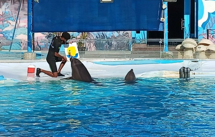 Spettacolo dei Delfini a Sharm el-Sheikh (Dolphin Show)