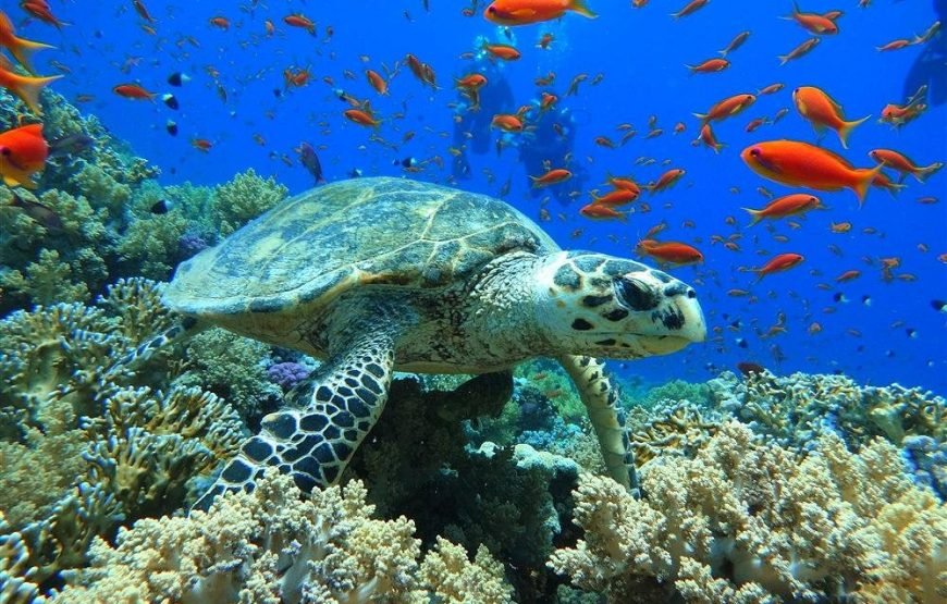 Escursione al Blue Hole di Dahab da Sharm el-Sheikh (Dahab & Blue Hole Snorkeling)