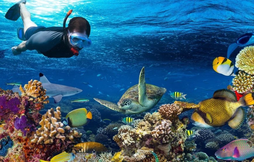Escursione in Barca all’Isola Che Non C’è (White Island) e Parco Naturale di Ras Mohamed