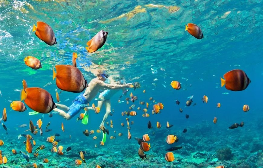 Escursione in Barca all’Isola Che Non C’è (White Island) e Parco Naturale di Ras Mohamed