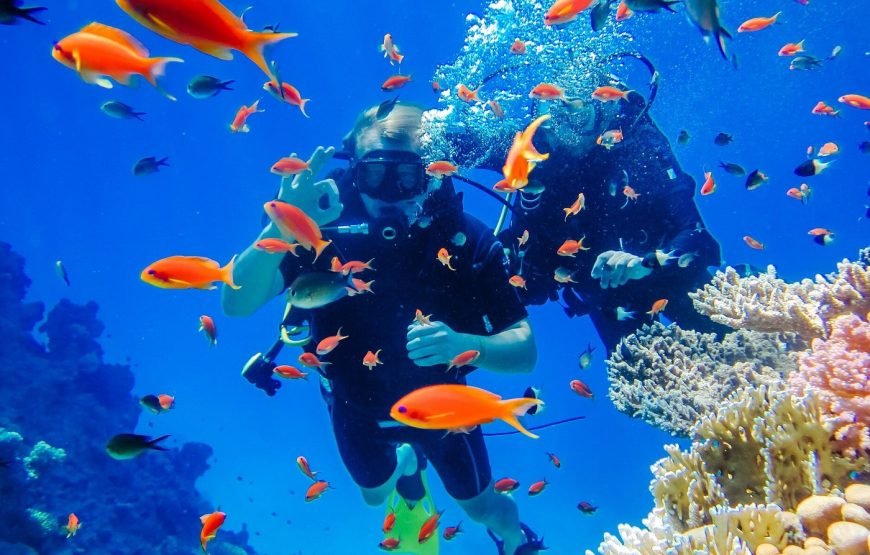 Escursione in Barca all’Isola Che Non C’è (White Island) e Parco Naturale di Ras Mohamed
