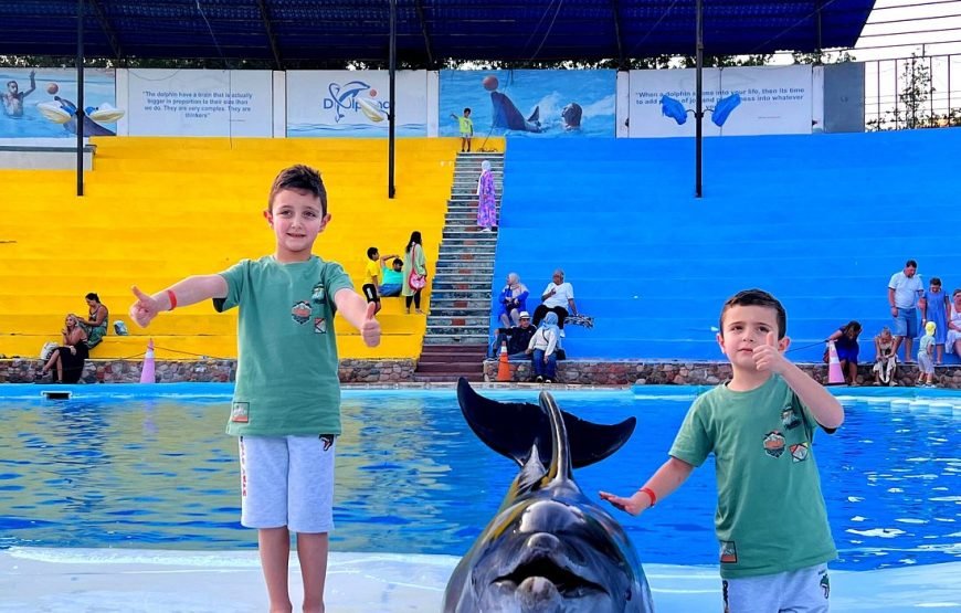 Spettacolo dei Delfini a Sharm el-Sheikh (Dolphin Show)