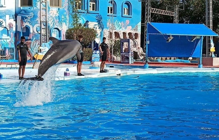 Spettacolo dei Delfini a Sharm el-Sheikh (Dolphin Show)