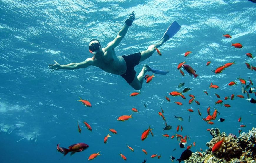 Escursione in Barca all’Isola Che Non C’è (White Island) e Parco Naturale di Ras Mohamed