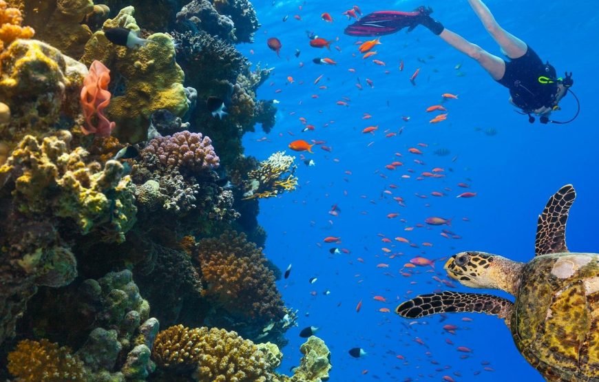 Escursione in Barca all’Isola Che Non C’è (White Island) e Parco Naturale di Ras Mohamed