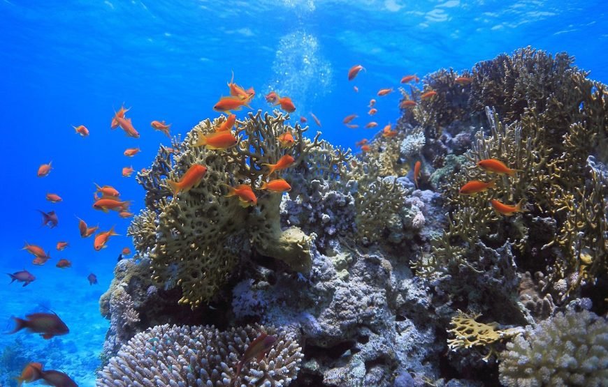 Escursione in Barca all’Isola Che Non C’è (White Island) e Parco Naturale di Ras Mohamed