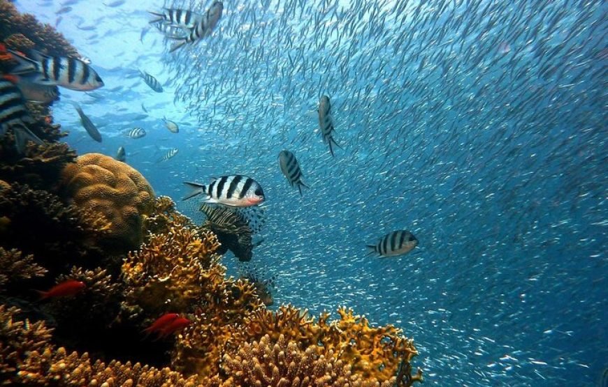 Escursione al Blue Hole di Dahab da Sharm el-Sheikh (Dahab & Blue Hole Snorkeling)