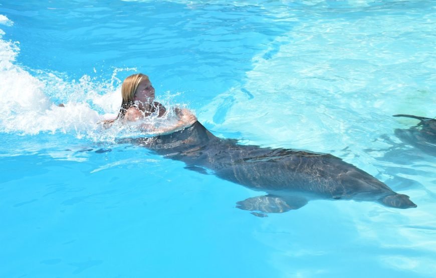 Spettacolo dei Delfini a Sharm el-Sheikh (Dolphin Show)