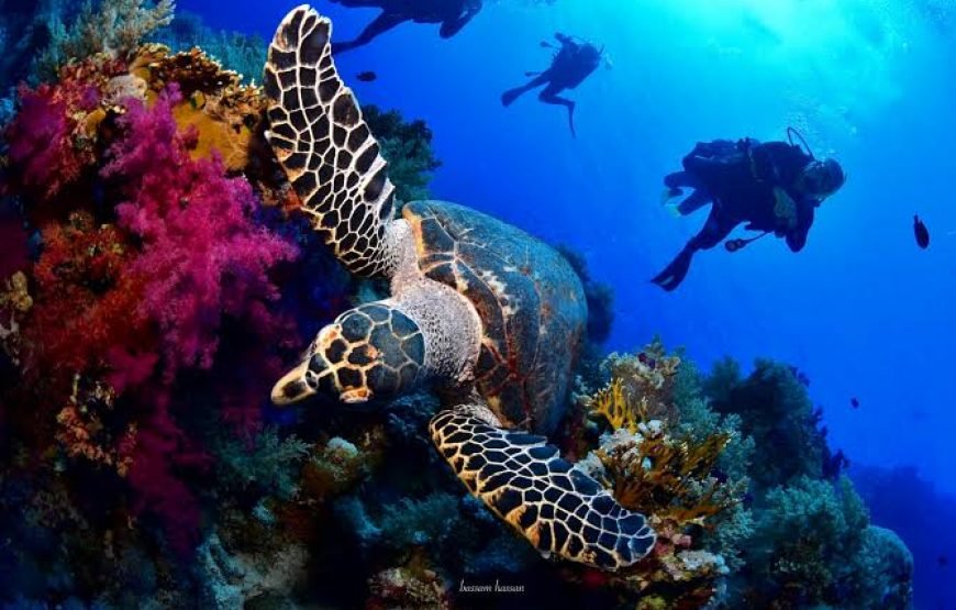 Escursione di snorkeling a Sharm Elsheikh