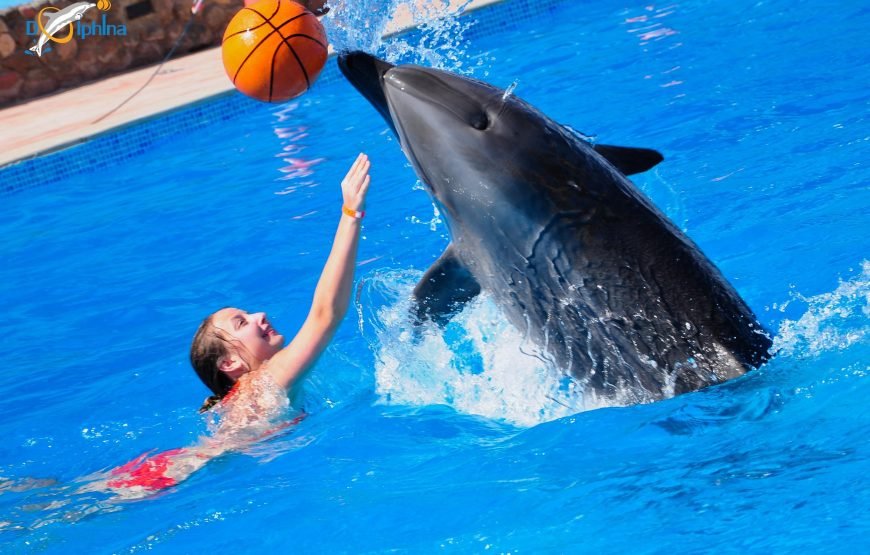 Spettacolo dei Delfini a Sharm el-Sheikh (Dolphin Show)